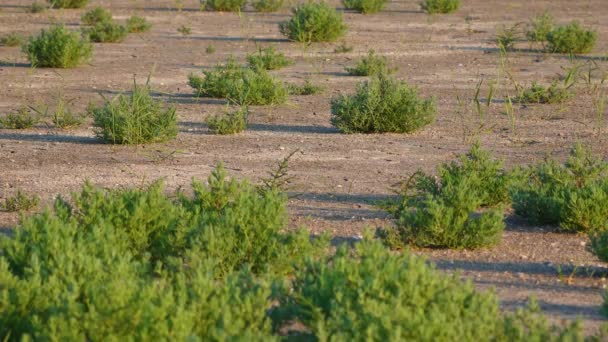 Salicornia Européia Plantas Tolerantes Sal Terra Rachada Fundo Lago Seco — Vídeo de Stock
