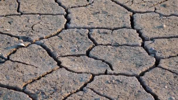 Salicornia Europaea Plantas Tolerantes Sal Tierra Agrietada Fondo Lago Seco — Vídeos de Stock