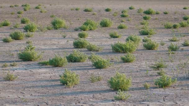 Salicornia Europaea 耐盐植物生长在干枯的咸水河口湖底裂开的土地上 黑海图兹洛夫斯基河口 — 图库视频影像