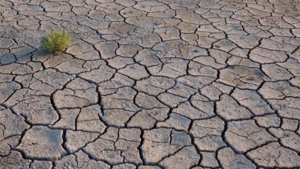 カリフォルニア ユーロ圏 乾燥した塩辛い河口湖の底に亀裂のある地球上の耐塩性植物 ツロフスキーの河口 — ストック動画