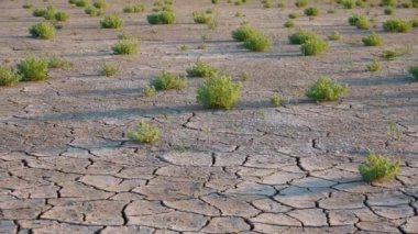 Salicornia europaea. Tuza dayanıklı bitkiler kurumuş, tuzlu bir haliç gölünün dibinde kırılmış. Tuzlovsky haliçleri, Karadeniz