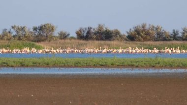 Büyük beyaz pelikan (Pelecanus onocrotalus). Ukrayna 'nın sulak kuşları. 