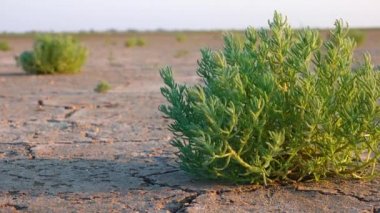 Salicornia europaea. Tuza dayanıklı bitkiler kurumuş, tuzlu bir haliç gölünün dibinde kırılmış. Tuzlovsky haliçleri, Karadeniz