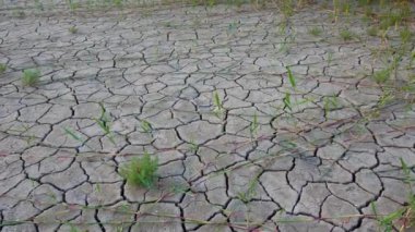 Salicornia europaea. Tuza dayanıklı bitkiler kurumuş, tuzlu bir haliç gölünün dibinde kırılmış. Tuzlovsky haliçleri, Karadeniz