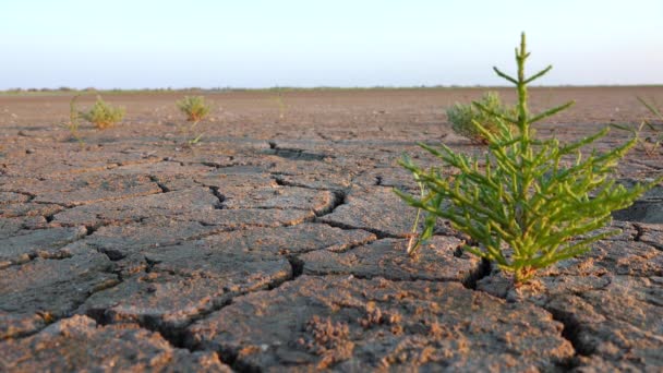 Salicornia Europaea Plantas Tolerantes Sal Tierra Agrietada Fondo Lago Seco — Vídeos de Stock