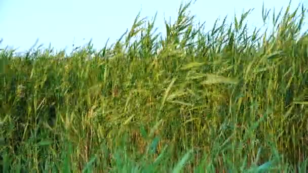 風に揺れる緑の葦の茂み ツズロフスキーの河口 — ストック動画