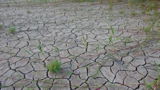 カリフォルニア ユーロ圏 乾燥した塩辛い河口湖の底に亀裂のある地球上の耐塩性植物 ツロフスキーの河口 — ストック動画
