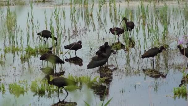 Der Hochglanzibis Plegadis Falcinellus Ein Schwarm Vögel Wasser Feuchtgebiet Des — Stockvideo