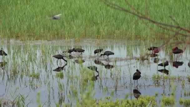光沢のあるイビス Plegadis Falcinellus ドニエスター川の湿地帯の水の中の鳥の群れ — ストック動画