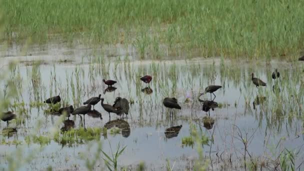 Lesklý Ibis Plegadis Falcinellus Hejno Ptáků Vodě Mokřině Řeky Dněster — Stock video