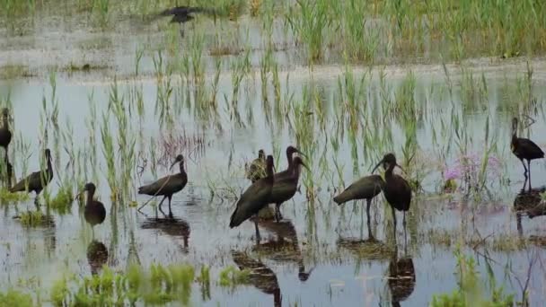 光沢のあるイビス Plegadis Falcinellus ドニエスター川の湿地帯の水の中の鳥の群れ — ストック動画