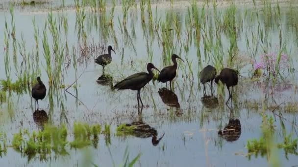 Lesklý ibis (Plegadis falcinellus). Hejno ptáků ve vodě v mokřině řeky Dněster 