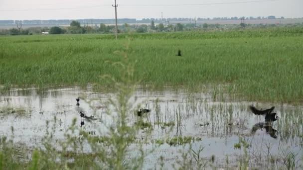光滑的Ibis Plegadis Falcinellus 德涅斯特河湿地中的一群鸟在水里 — 图库视频影像