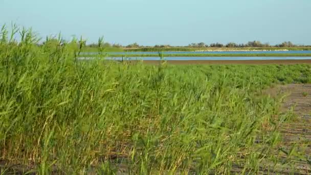 風に揺れる緑の葦の茂み ツズロフスキーの河口 — ストック動画