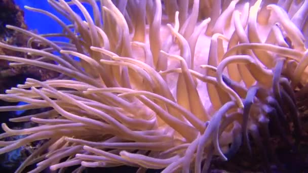 Anemone Mare Che Vivono Simbiosi Con Pesci Anfiprione — Video Stock