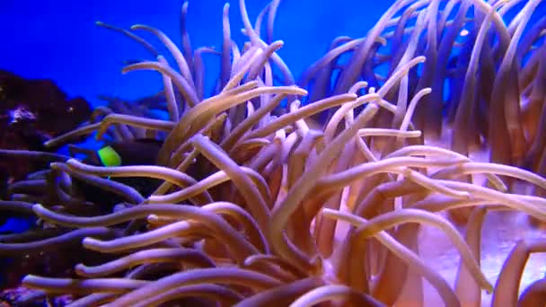 Seeanemonen Die Symbiose Mit Amphiprionenfischen Leben — Stockvideo