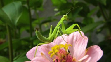 Avrupa peygamber devesi (Mantid dini). Yırtıcı böcekler bitkileri avlar.. 
