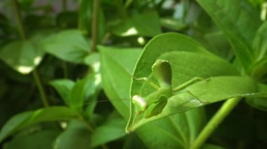Avrupa peygamber devesi (Mantid dini). Yırtıcı böcekler bitkileri avlar.. 