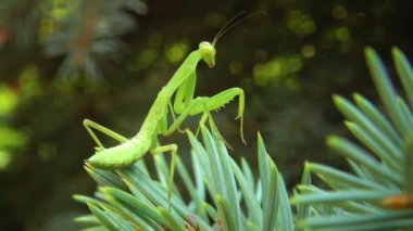 Avrupa peygamber devesi (Mantid dini). Yırtıcı böcekler bitkileri avlar.. 