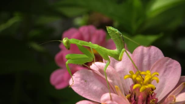 Europese Bidsprinkhaan Mantis Religiosa Roofzuchtige Insecten Jagen Planten — Stockvideo
