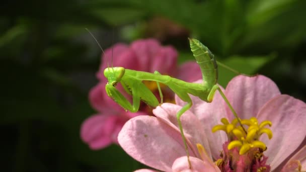 Європейський Богомол Mantis Religiosa Хижі Комахи Полюють Рослини — стокове відео