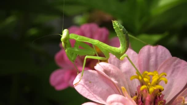 ヨーロッパのマンティス Mantis Ligiosa 捕食昆虫は植物を捕食する — ストック動画