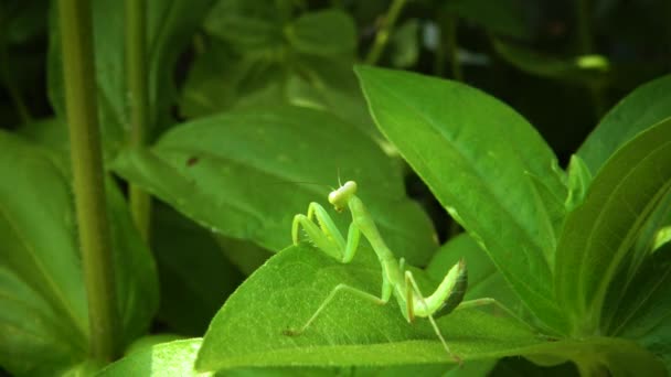 European Mantis Mantis Religiosa Insecto Depredador Aprovecha Las Plantas — Vídeo de stock