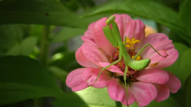 Den Europeiska Mantisen Mantis Religiosa Den Rovgiriga Insekten Jagar Växter — Stockvideo