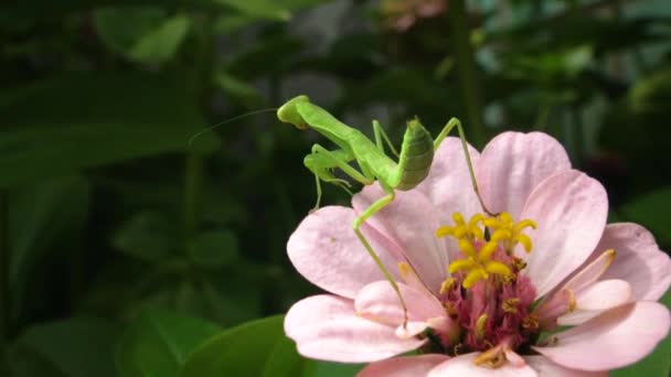 Europese Bidsprinkhaan Mantis Religiosa Roofzuchtige Insecten Jagen Planten — Stockvideo