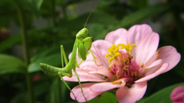 Den Europeiska Mantisen Mantis Religiosa Den Rovgiriga Insekten Jagar Växter — Stockvideo