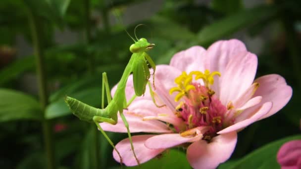 Den Europeiska Mantisen Mantis Religiosa Den Rovgiriga Insekten Jagar Växter — Stockvideo