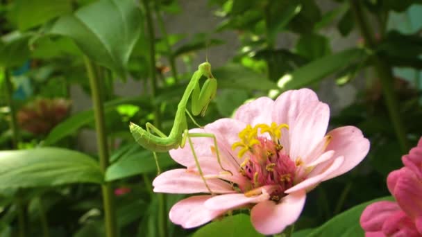 Louva Deus Europeu Mantis Religiosa Inseto Predador Ataca Plantas — Vídeo de Stock