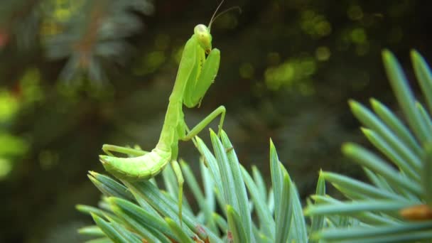 Die Gottesanbeterin Mantis Religiosa Das Räuberische Insekt Macht Jagd Auf — Stockvideo