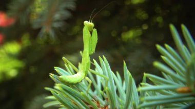 Avrupa peygamber devesi (Mantid dini). Yırtıcı böcekler bitkileri avlar.. 