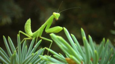 Avrupa peygamber devesi (Mantid dini). Yırtıcı böcekler bitkileri avlar.. 