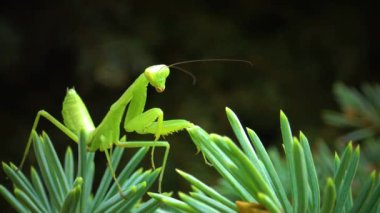 Avrupa peygamber devesi (Mantid dini). Yırtıcı böcekler bitkileri avlar.. 