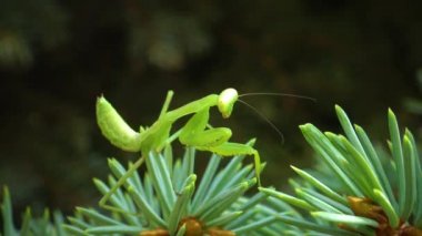 Avrupa peygamber devesi (Mantid dini). Yırtıcı böcekler bitkileri avlar.. 