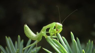 Avrupa peygamber devesi (Mantid dini). Yırtıcı böcekler bitkileri avlar.. 