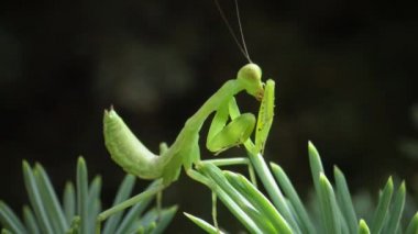 Avrupa peygamber devesi (Mantid dini). Yırtıcı böcekler bitkileri avlar.. 