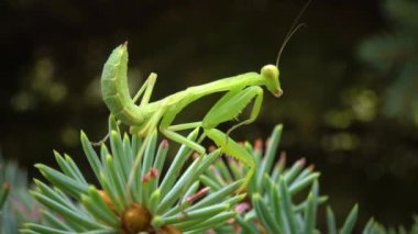 Avrupa peygamber devesi (Mantid dini). Yırtıcı böcekler bitkileri avlar.. 