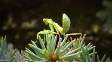 Avrupa peygamber devesi (Mantid dini). Yırtıcı böcekler bitkileri avlar.. 