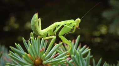 Avrupa peygamber devesi (Mantid dini). Yırtıcı böcekler bitkileri avlar.. 