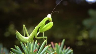 Avrupa peygamber devesi (Mantid dini). Yırtıcı böcekler bitkileri avlar.. 