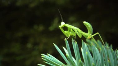 Avrupa peygamber devesi (Mantid dini). Yırtıcı böcekler bitkileri avlar.. 