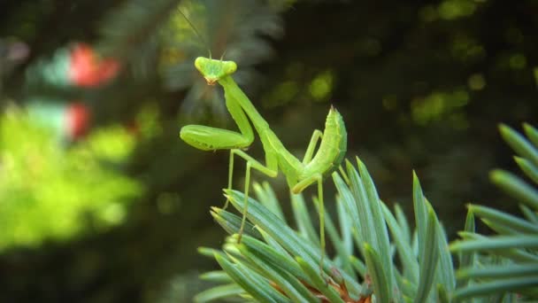 European Mantis Mantis Religiosa Insecto Depredador Aprovecha Las Plantas — Vídeo de stock