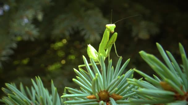 European Mantis Mantis Religiosa Insecto Depredador Aprovecha Las Plantas — Vídeo de stock