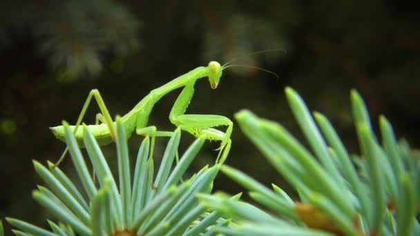 ヨーロッパのマンティス Mantis Ligiosa 捕食昆虫は植物を捕食する — ストック動画