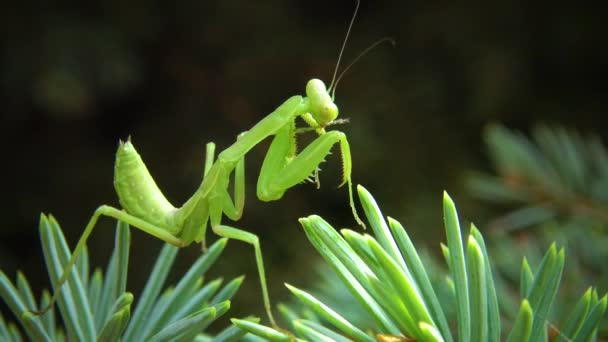 Mante Religieuse Européenne Mantis Religiosa Les Insectes Prédateurs Attaquent Aux — Video
