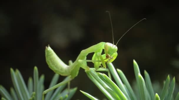 European Mantis Mantis Religiosa Predatory Insect Preys Plants — Stock Video