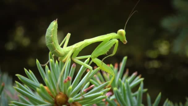 European Mantis Mantis Religiosa Insecto Depredador Aprovecha Las Plantas — Vídeo de stock